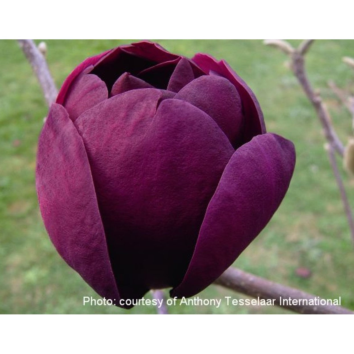 Magnolia – Magnolia 'Black Tulip' - 80 CM Stem C5